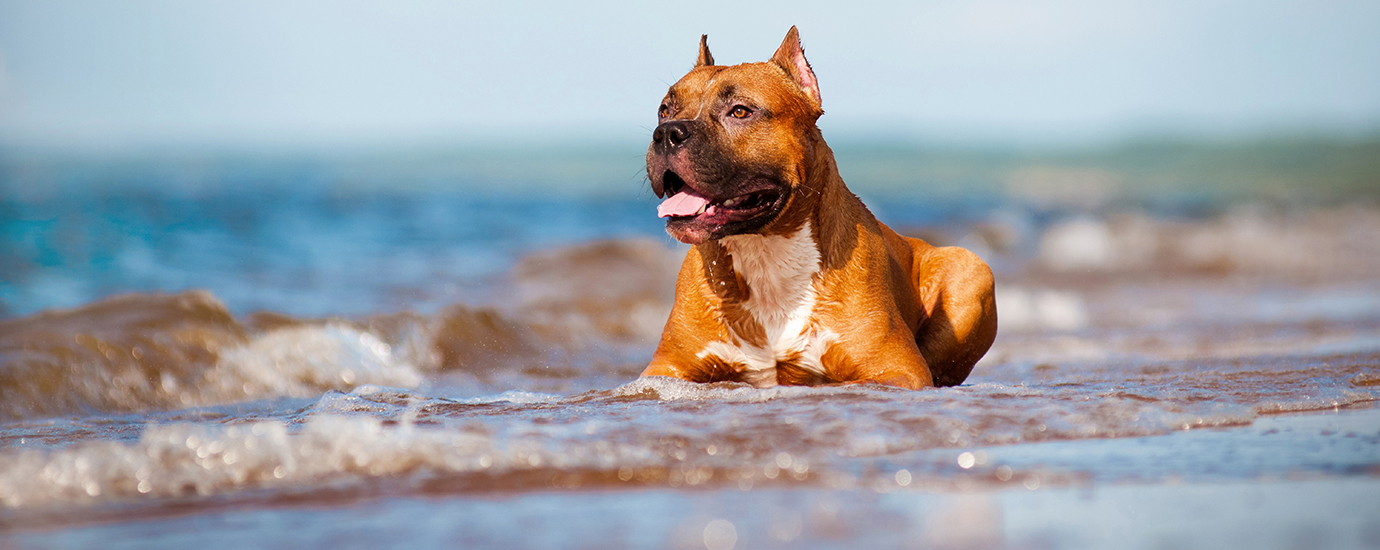 Disfrutando de las playas para perros